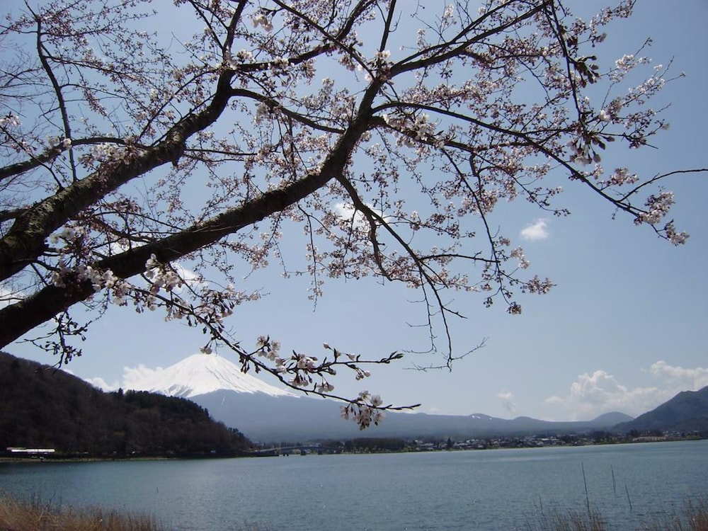 ルピナス河口湖 甲府