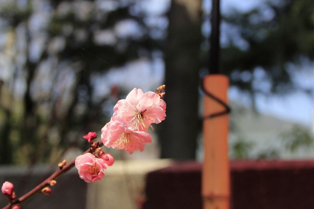 大阪府 甲府