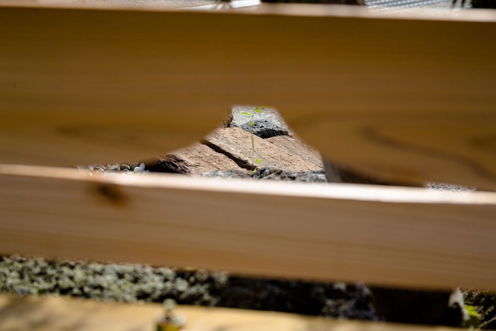 富士山金魚 甲府