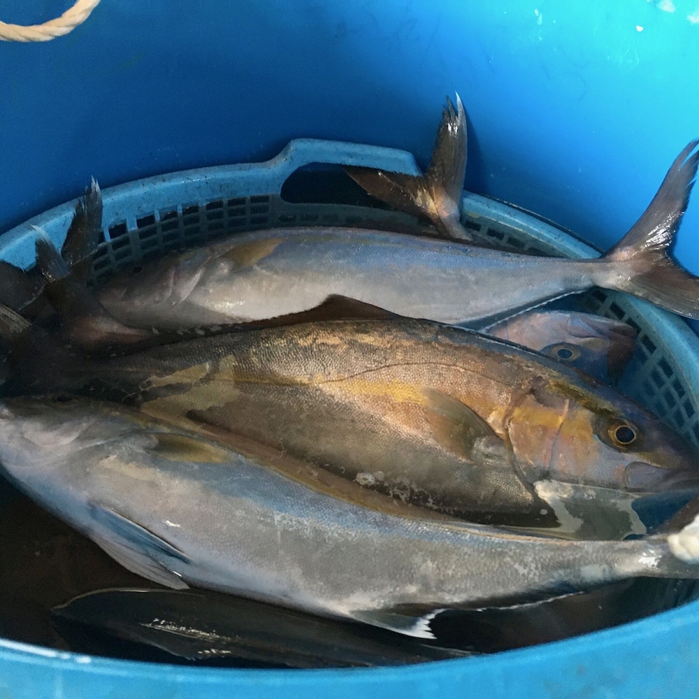 オアシス和田浦 千葉