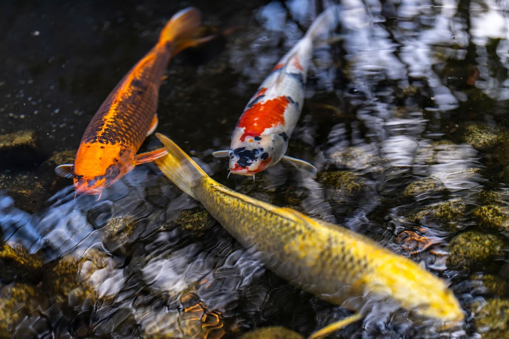 石のや 伊豆長岡 (TKP HOTELS & RESORTS) 清水