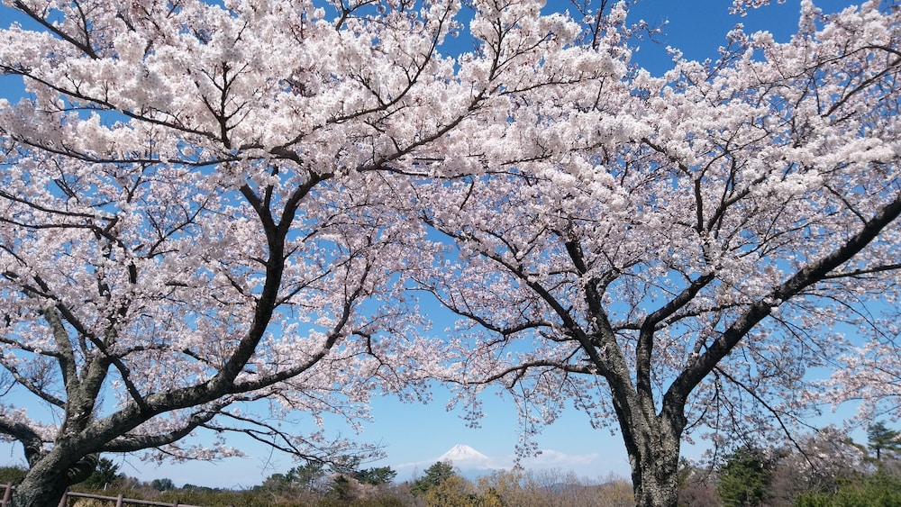 ラフォーレ修善寺 山紫水明 清水