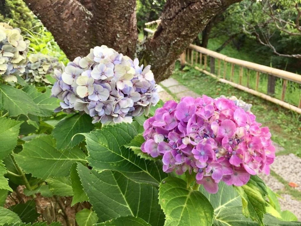 大仁ホテル 清水