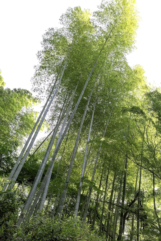 頼朝の湯 本陣 清水