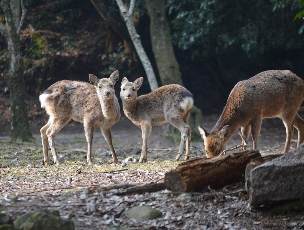 宮島グランドホテル有もと 宮島