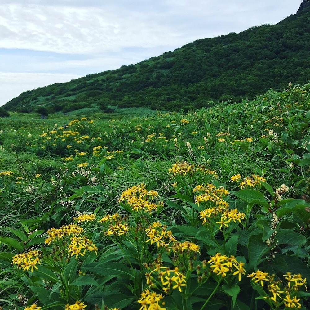 ドナルドペンション 福島