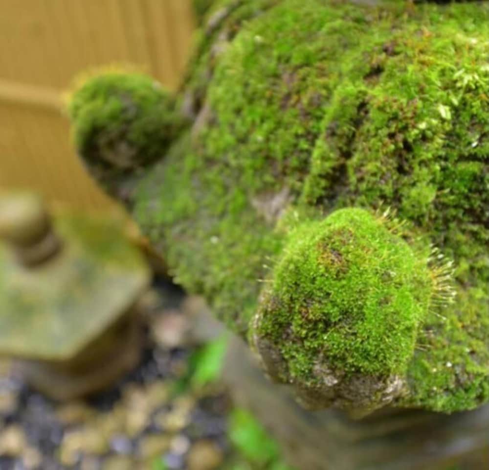 ものぐさの宿 花千郷 日光