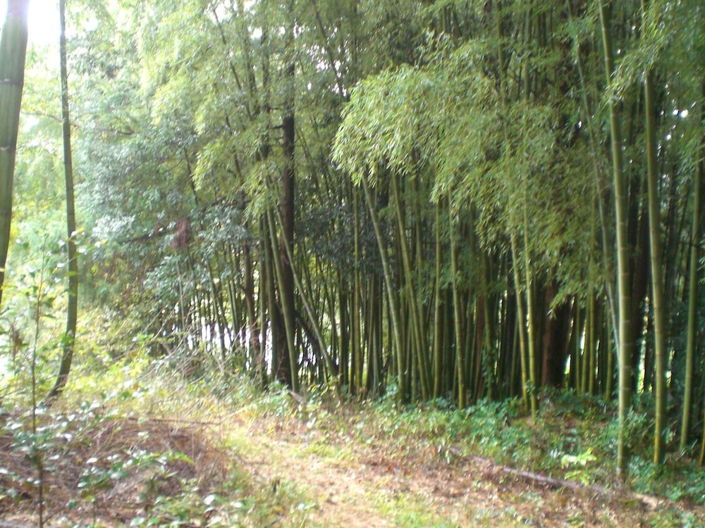 柿農園 日光