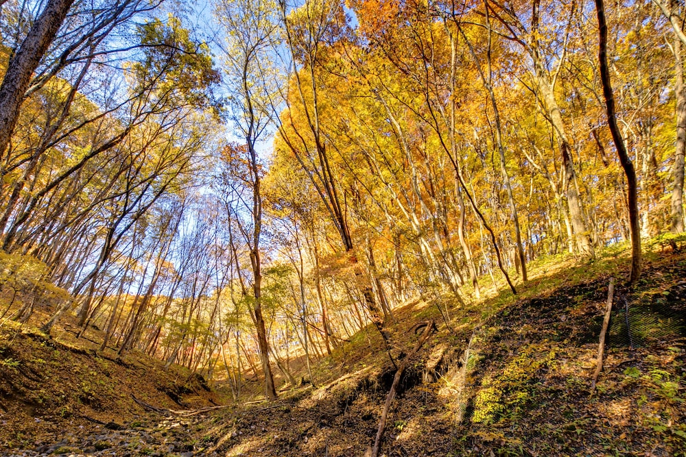 フォレストリゾート コニファーいわびつ 前橋