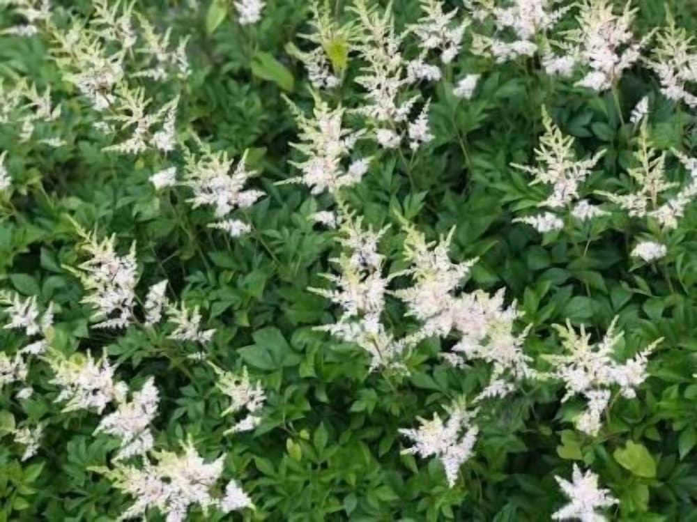 赤倉温泉ホテル後楽荘 糸魚川