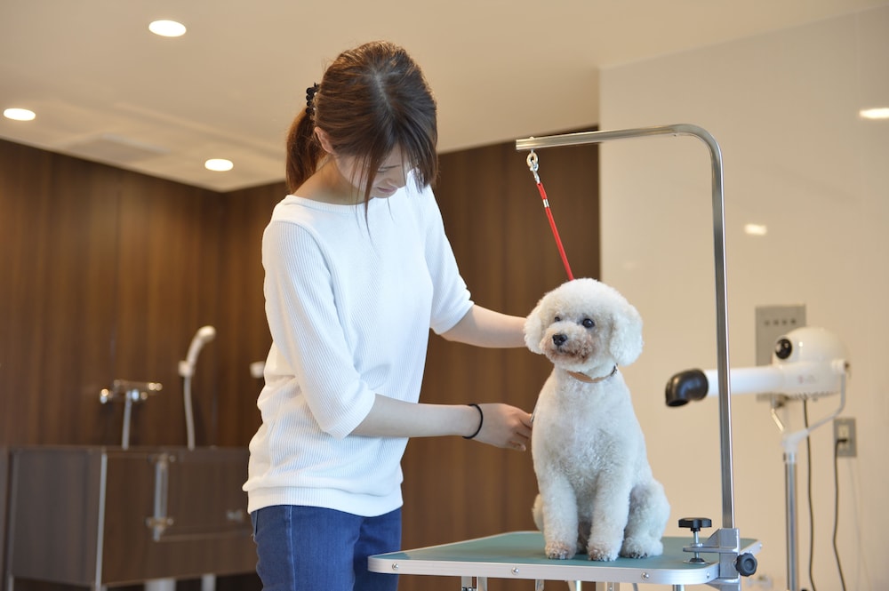 鳥羽わんわんパラダイス 志摩