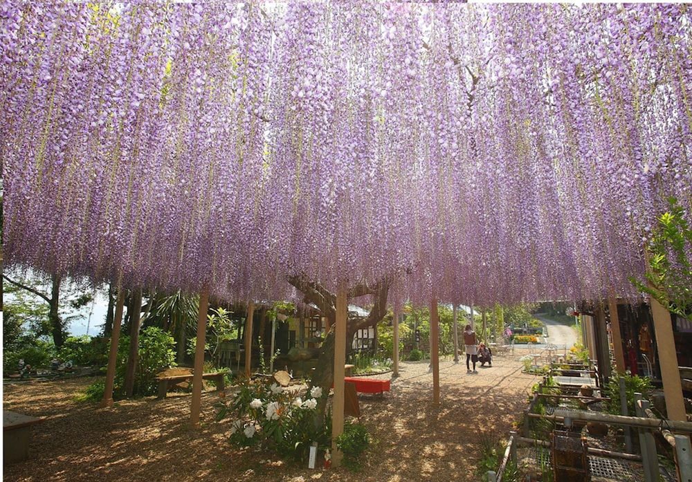 扇芳閣 志摩