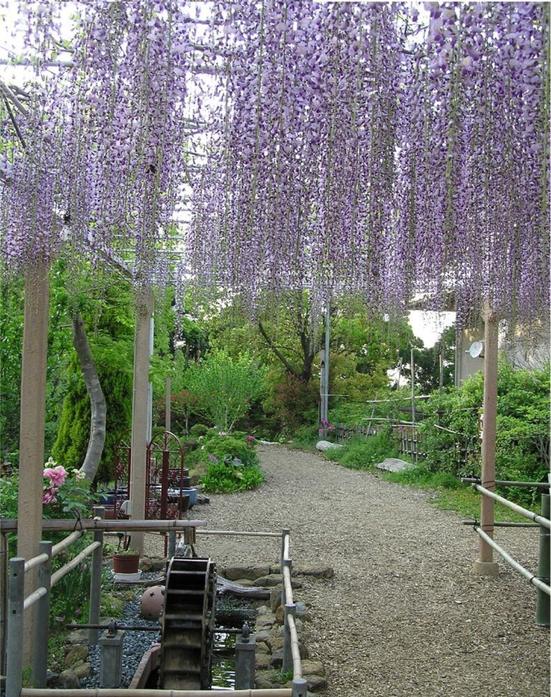 扇芳閣 志摩