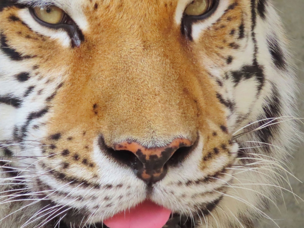 東横 INN 徳山駅新幹線口 山口