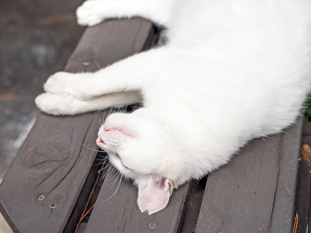 すいほう園 西伊豆