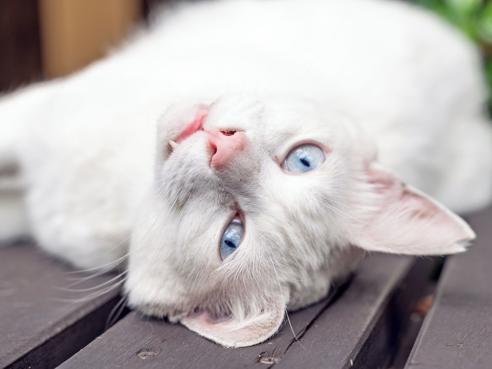 すいほう園 西伊豆