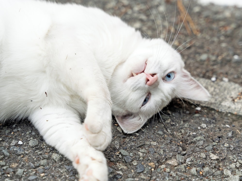 すいほう園 西伊豆