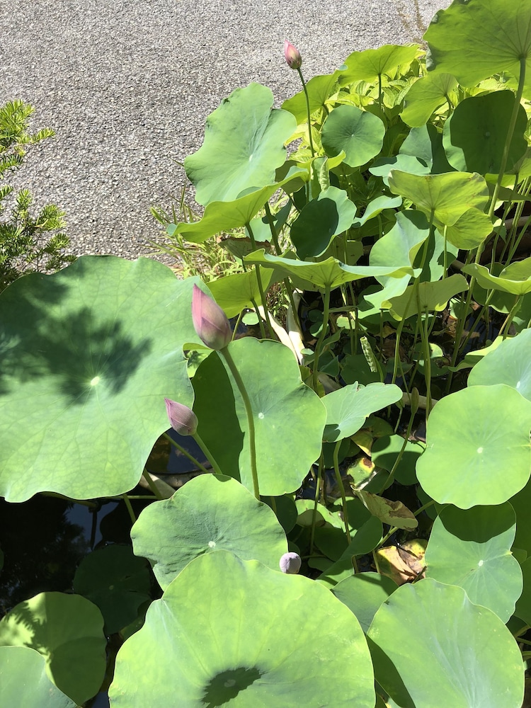 民宿岩田館 高山