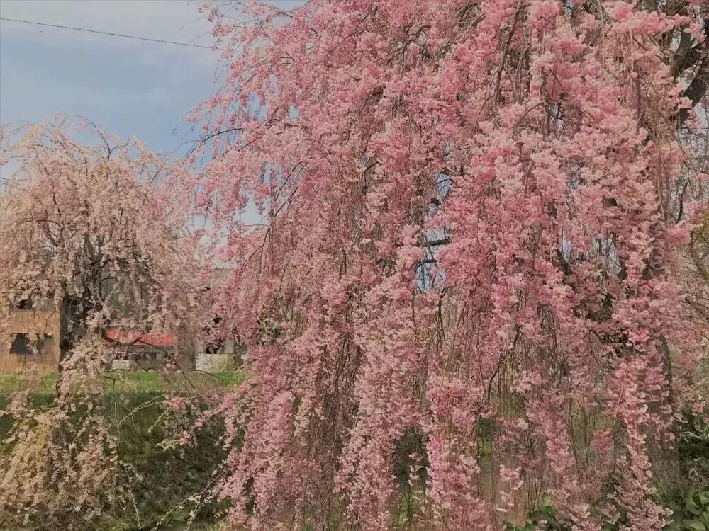 ゲストハウスだるま 高山
