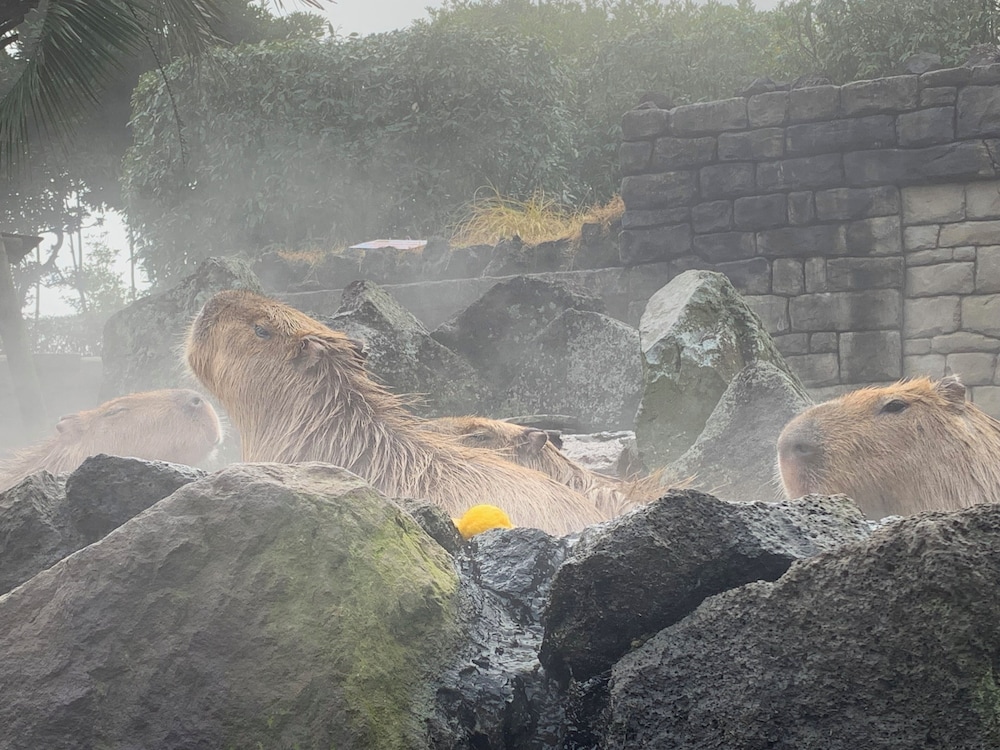 ふたりの湯宿 湯花満開 東伊豆