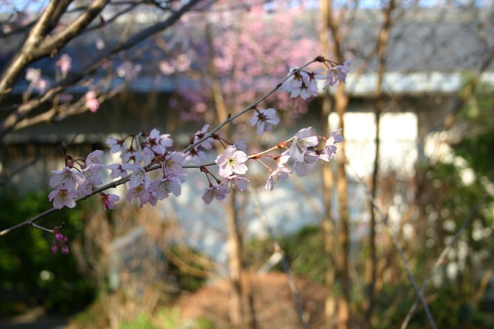 花吹雪 東伊豆