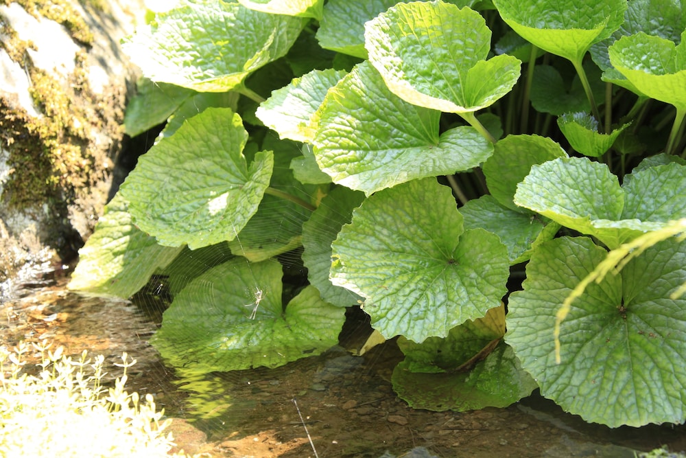 伊豆網代温泉 松風苑 東伊豆