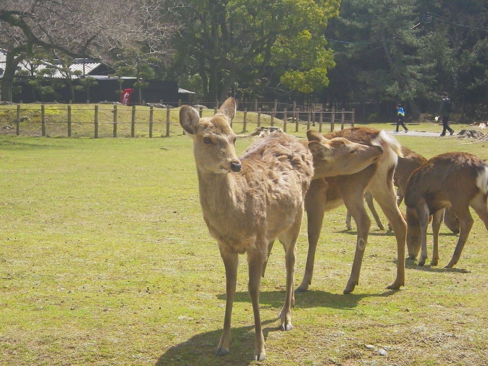 観光ホテルタマル 奈良