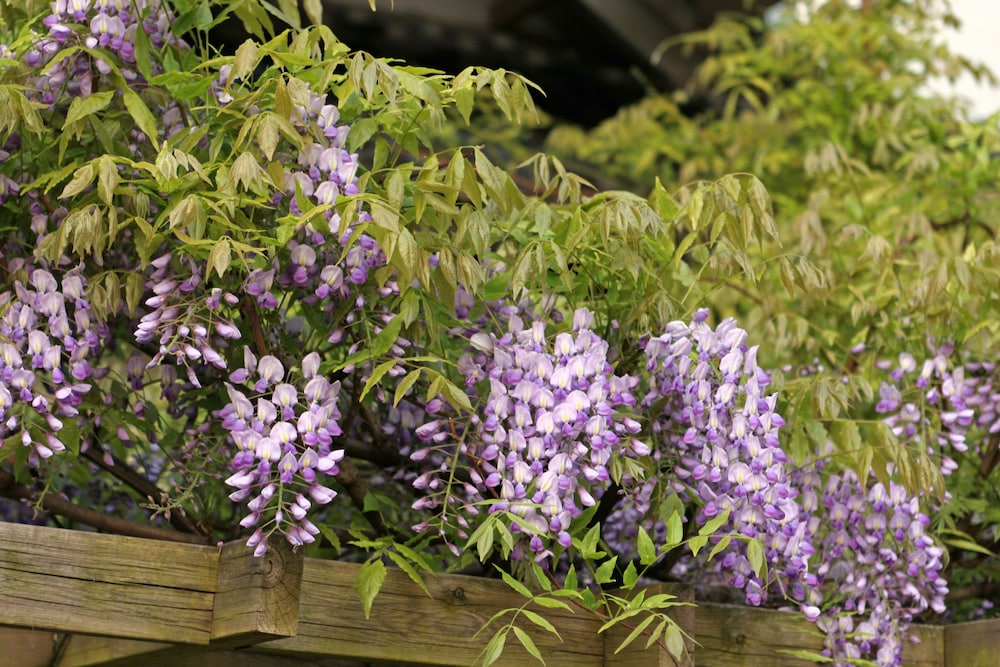 竹林院群芳園 奈良