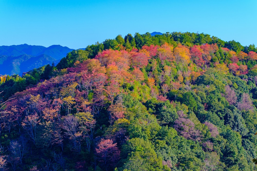 美吉野 桜庵 奈良