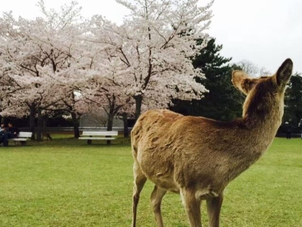 さるさわ池 よしだや 奈良
