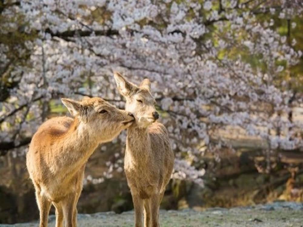 さるさわ池 よしだや 奈良