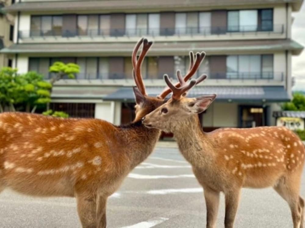 さるさわ池 よしだや 奈良