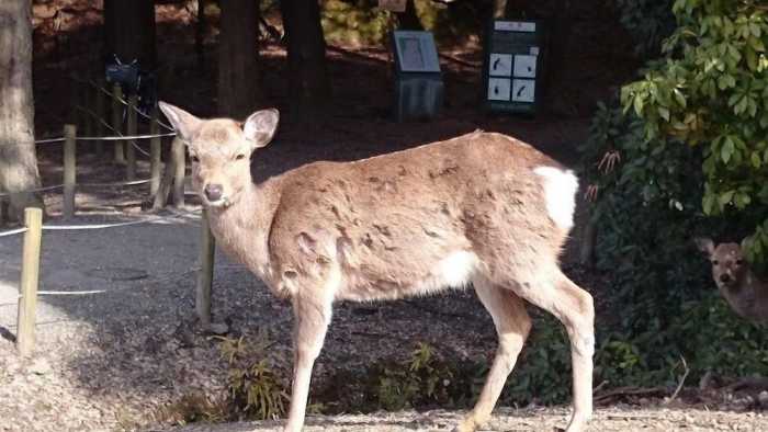 奈良ゲストハウス 3F 奈良