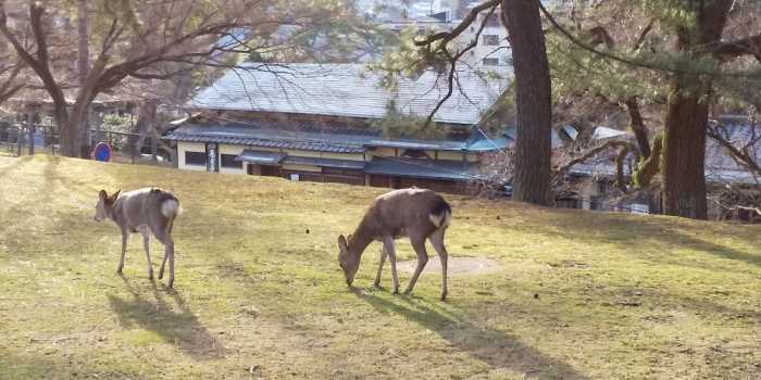 奈良ゲストハウス 3F 奈良