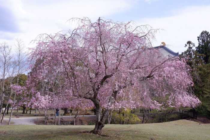 登大路ホテル奈良 奈良
