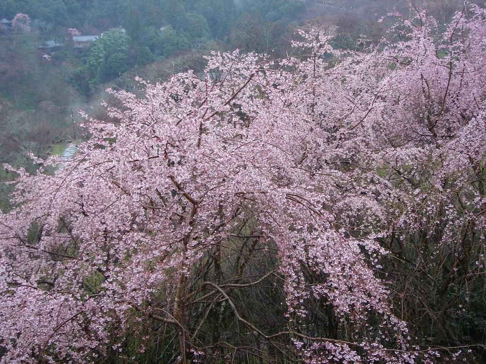 芳雲館 奈良