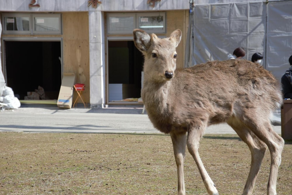 マウンテンホームロッジインディアーパーク 奈良