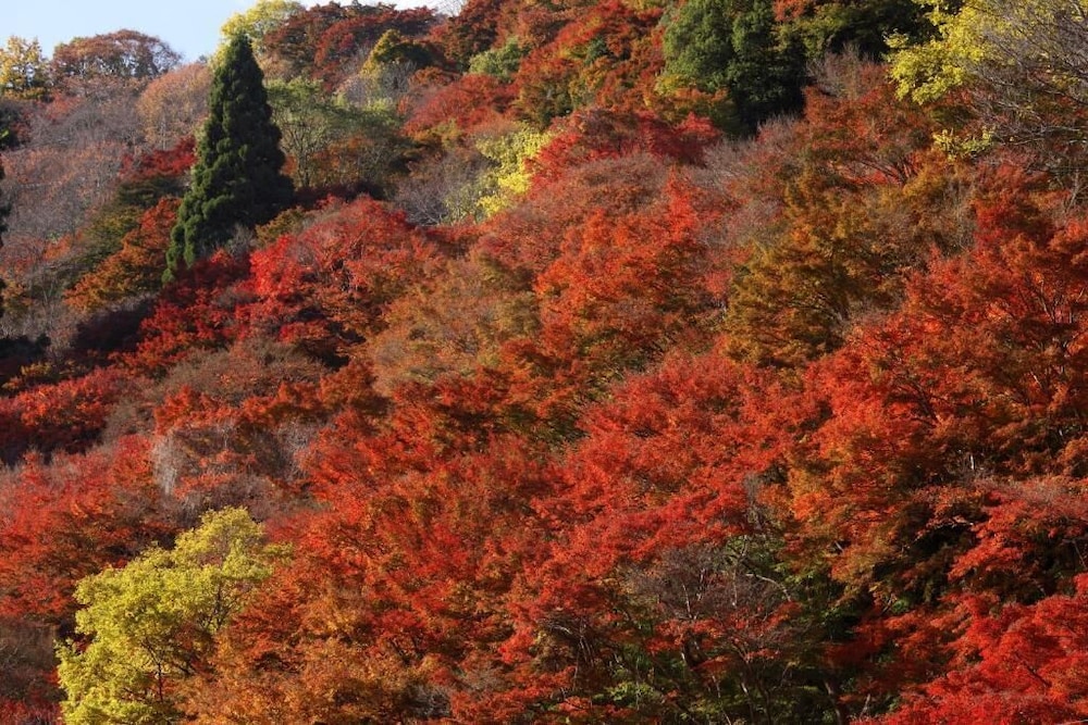 旅館 歌藤 (吉野町) 奈良
