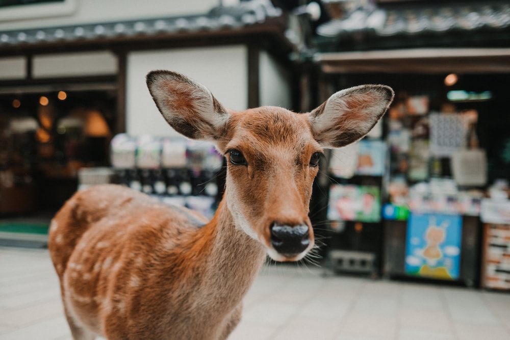 HOTEL 楢の葉守 奈良