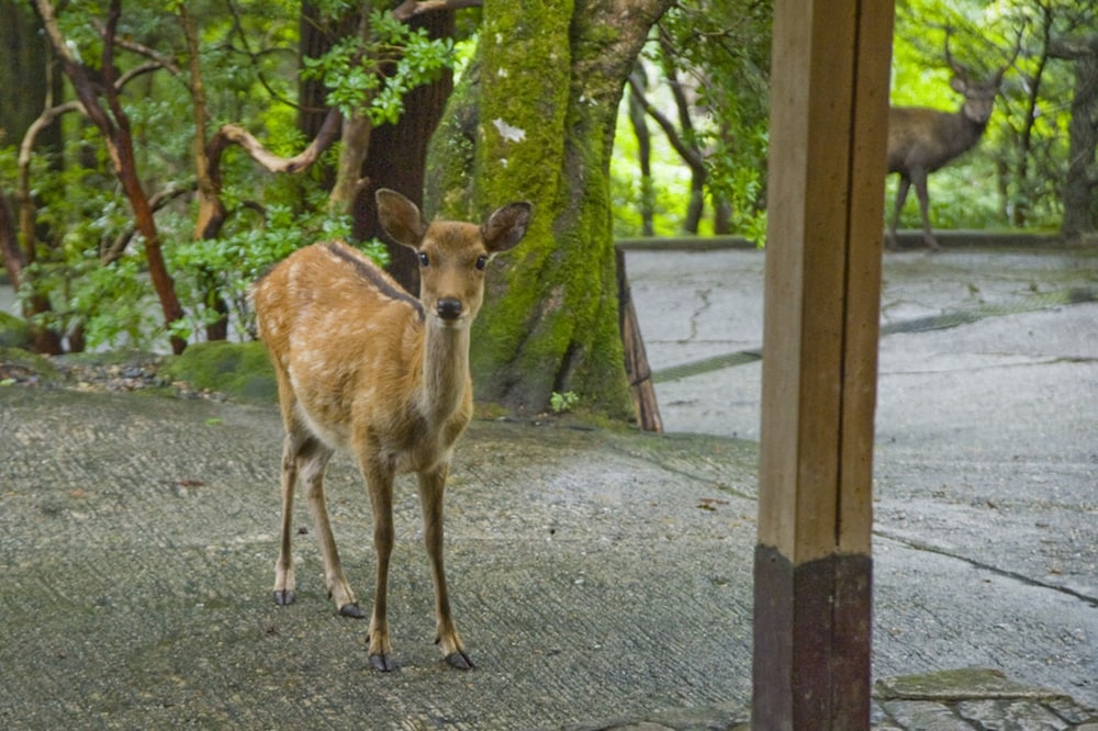 奈良・春日奥山 月日亭 奈良