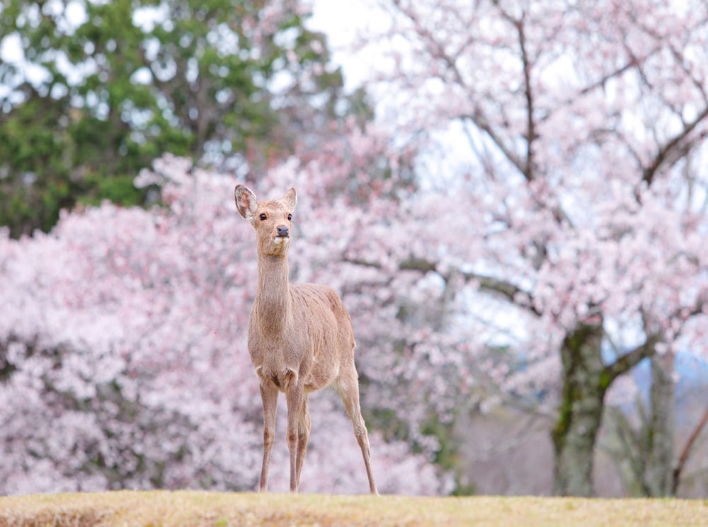 変なホテルプレミア 奈良 奈良