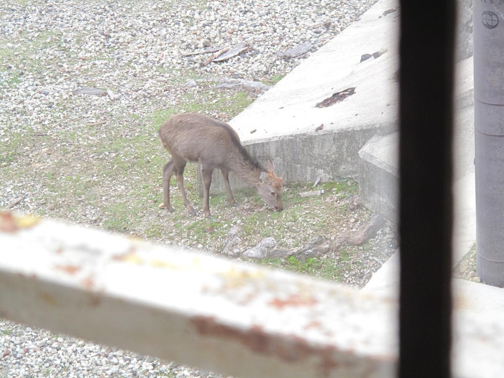 ザ ディア パーク イン 奈良