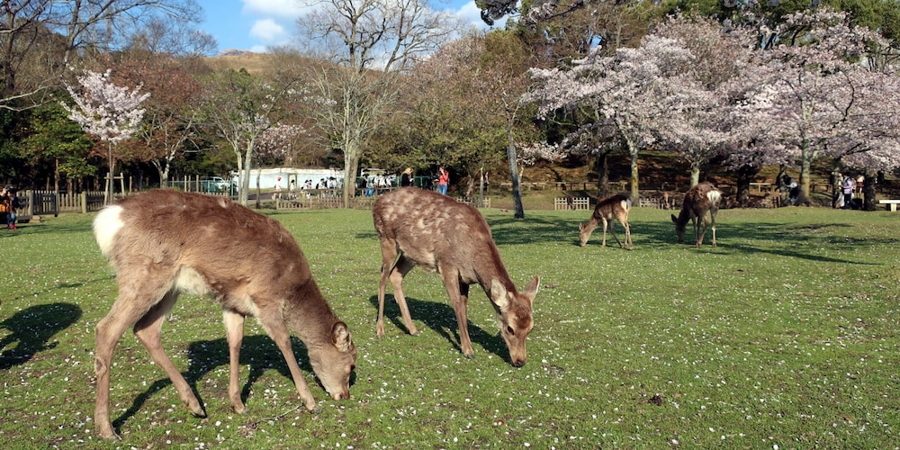 ホテル天平ならまち 奈良