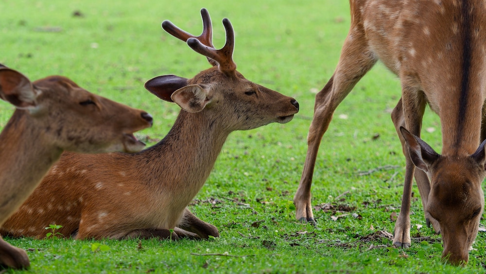 いろはグランホテル近鉄奈良駅前 奈良