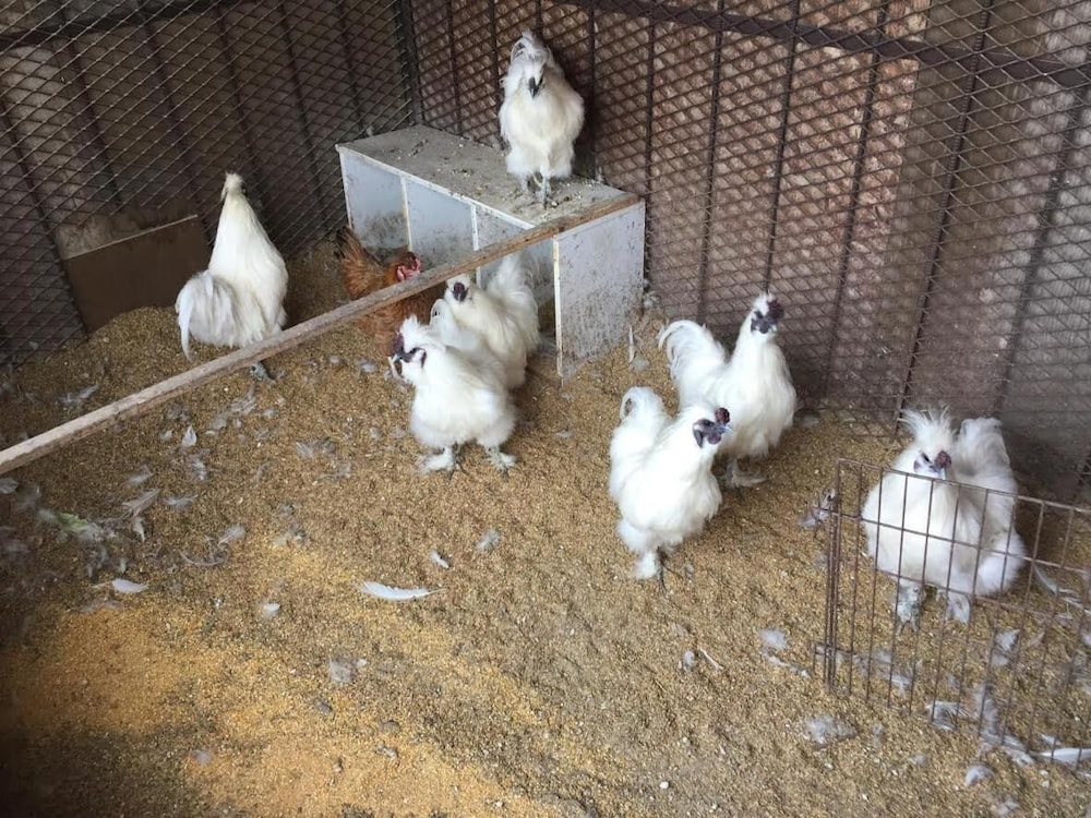 ロッジ ロムルス ニセコ町