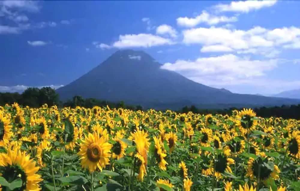 湯元ニセコプリンスホテルひらふ亭 ニセコ町