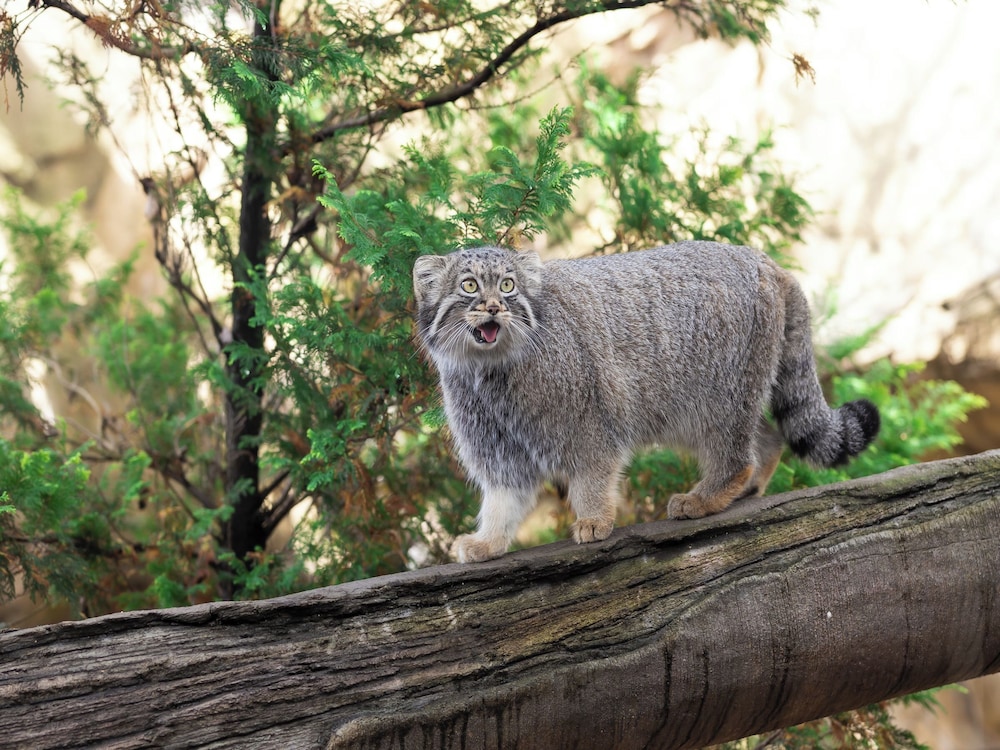 ほったらかしの宿 ゆうふり那須高雄温泉ロッジ 那須